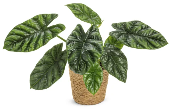 Alocasia Rumpelstiltskin 12cm