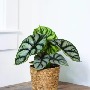 Alocasia Silver Dragon 12cm