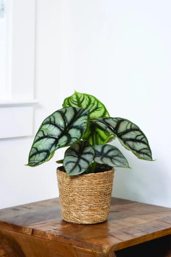 Alocasia Silver Dragon 12cm