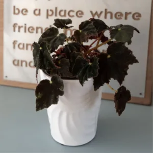 Begonia Black Velvet 9cm