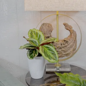 Calathea Like a Prayer 12cm