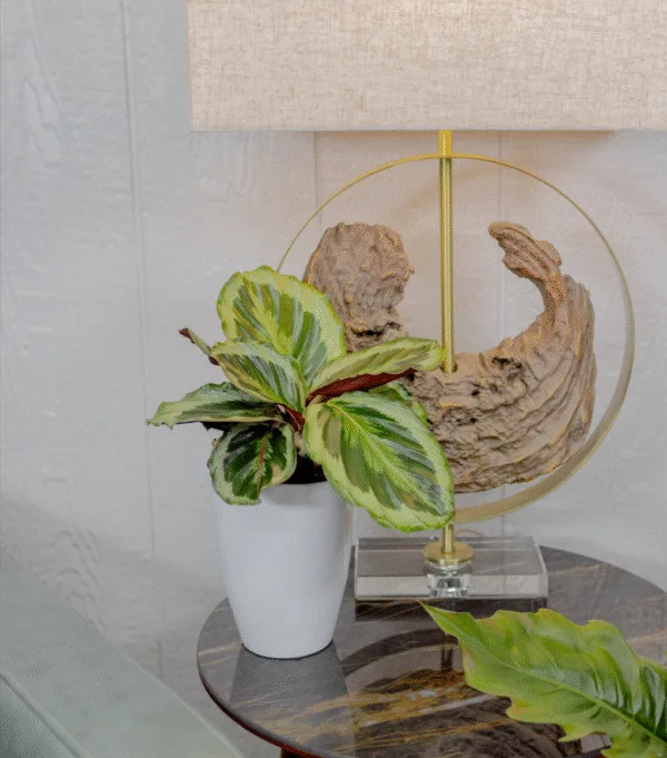 Calathea Like a Prayer 12cm
