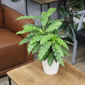 Calathea Xena 12cm