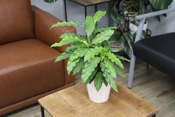 Calathea Xena 12cm