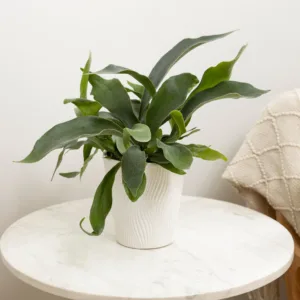 Fern- Sword Dance 9cm