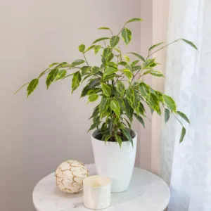 Ficus 'Anastasia'