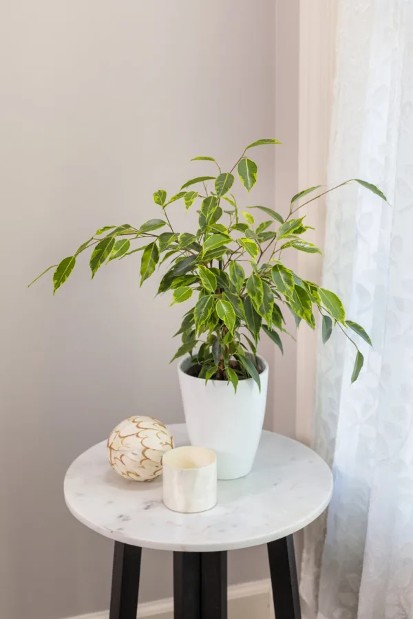 Ficus 'Anastasia'