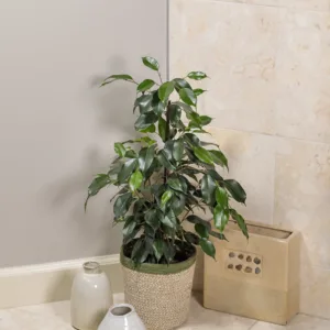 Ficus 'Danielle'