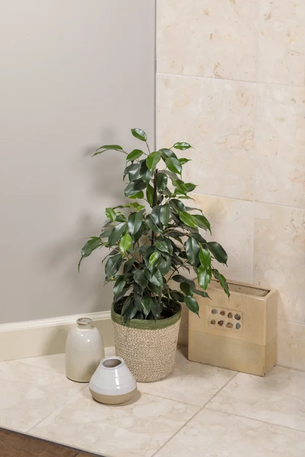 Ficus 'Danielle'