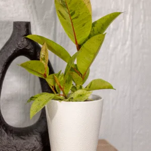 Ficus 'Ghost Rider'