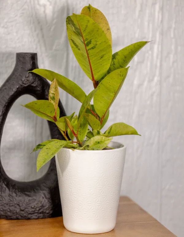 Ficus 'Ghost Rider'