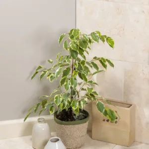 Ficus 'Samantha'