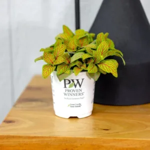 Fittonia Primetime 9cm