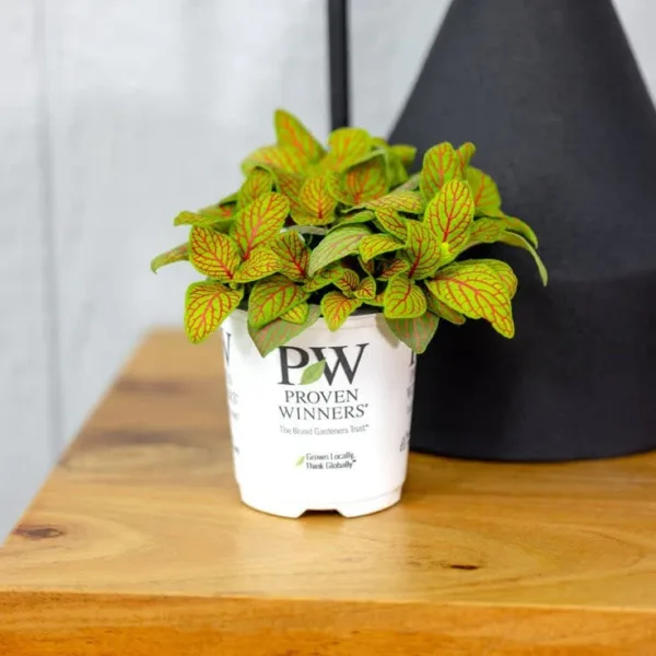 Fittonia Primetime 9cm