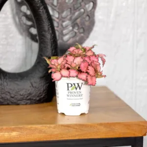 Fittonia Top Stories 9cm