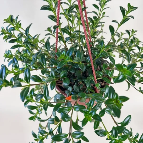 Goldfish Plant 6in. H.B. - Image 4