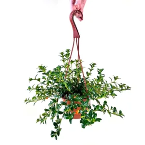 Goldfish Plant 6in. H.B.