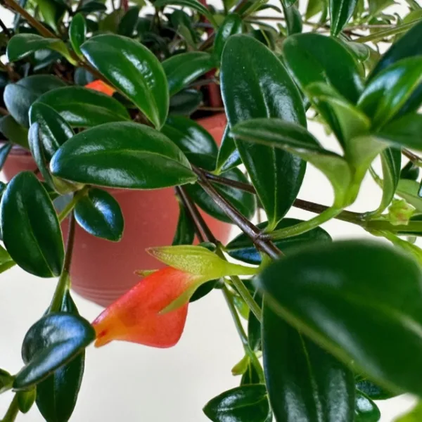 Goldfish Plant 6in. H.B. - Image 2