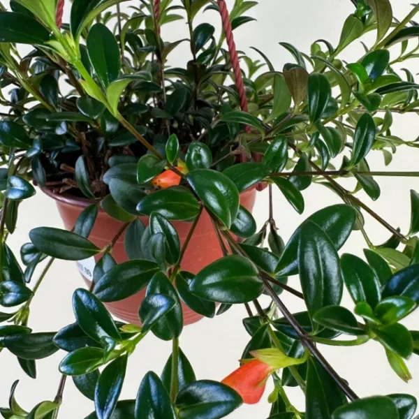 Goldfish Plant 6in. H.B. - Image 3