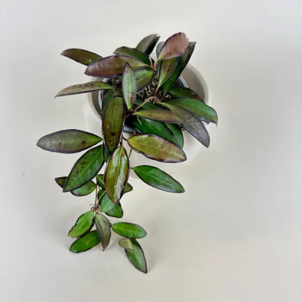 Hoya Adrift 9cm - Image 3