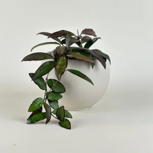 Hoya Adrift 9cm