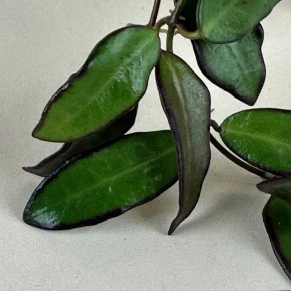 Hoya Adrift 9cm - Image 2