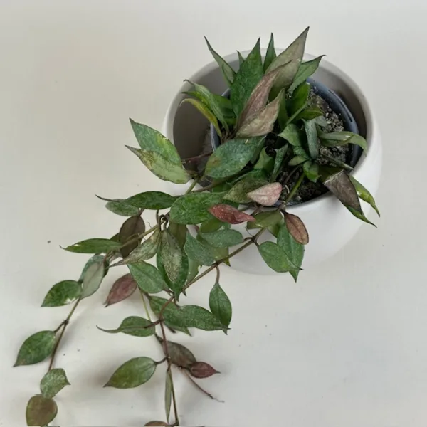 Hoya Autumn Blush 9cm - Image 2