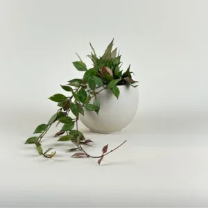 Hoya Autumn Blush 9cm