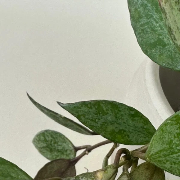 Hoya Autumn Blush 9cm - Image 4
