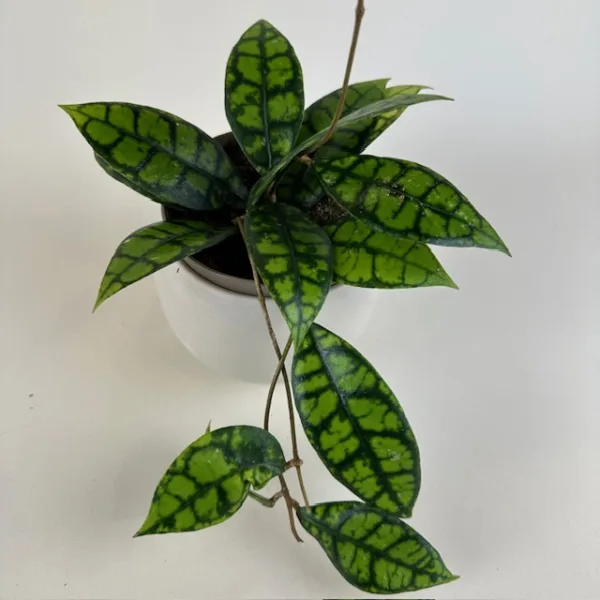 Hoya Shadow Falls 12cm - Image 2