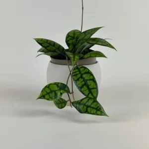 Hoya Shadow Falls 12cm