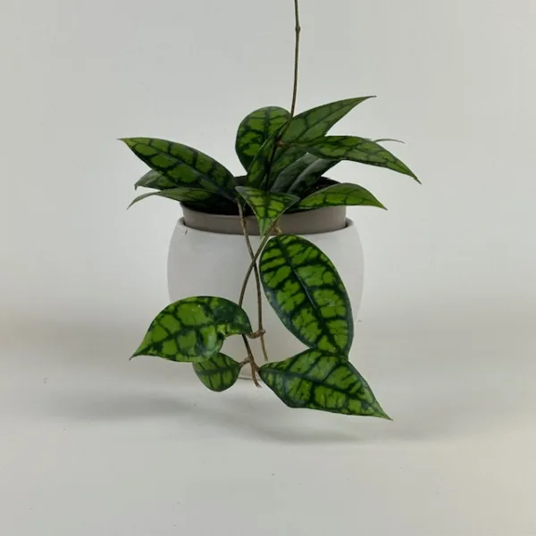 Hoya Shadow Falls 12cm