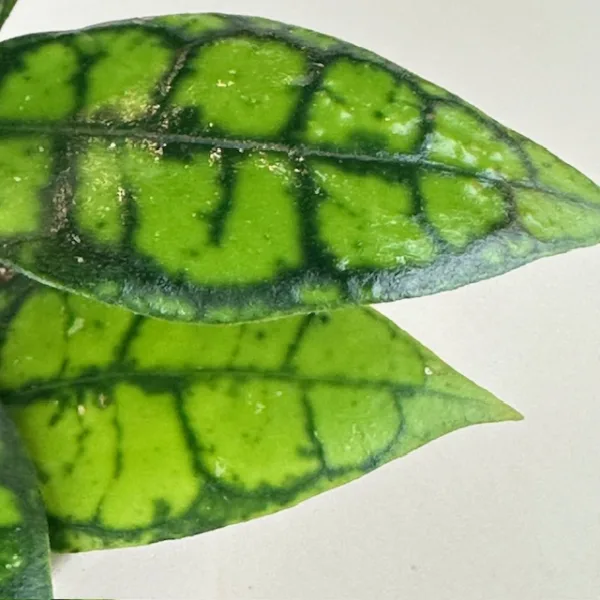 Hoya Shadow Falls 12cm - Image 3