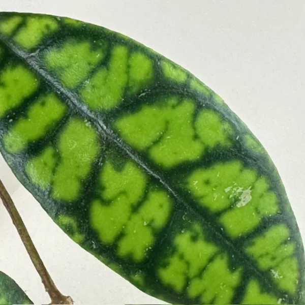 Hoya Shadow Falls 12cm - Image 4