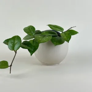 Hoya Freckled Splash 9cm