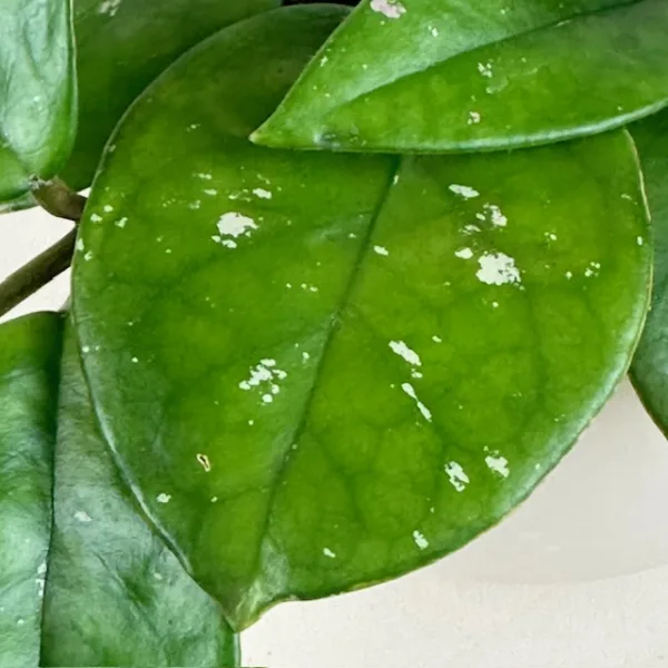 Hoya Freckled Splash 9cm - Image 3