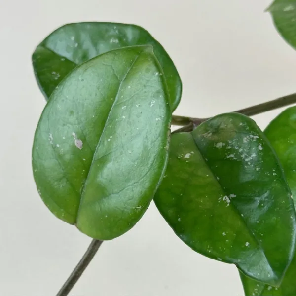 Hoya Freckled Splash 9cm - Image 4