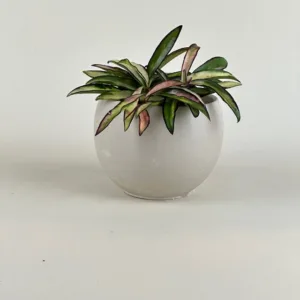 Hoya Kelp Grove 9cm