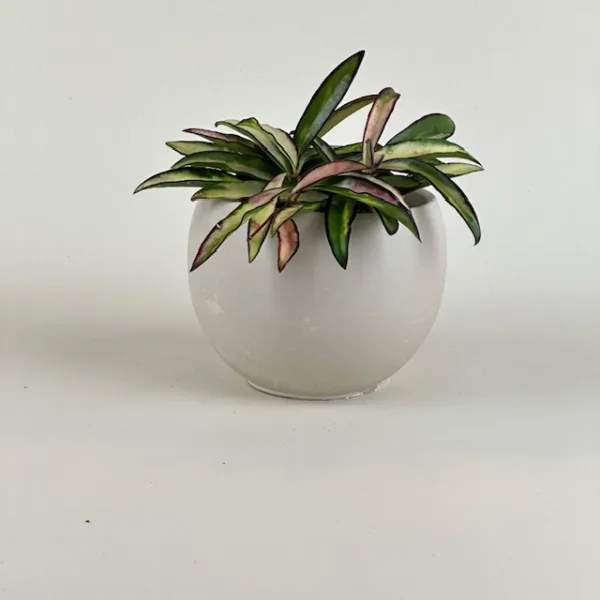 Hoya Kelp Grove 9cm