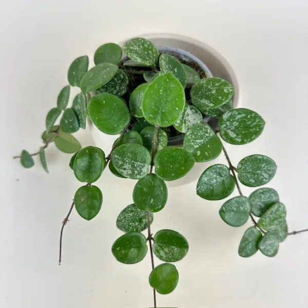 Hoya Mathilde Splash 9cm - Image 2