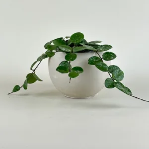 Hoya Mathilde Splash 9cm