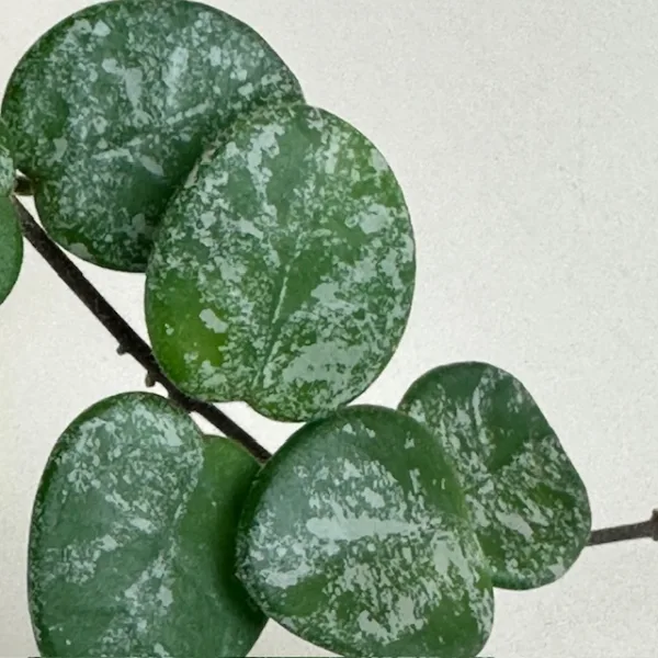 Hoya Mathilde Splash 9cm - Image 3