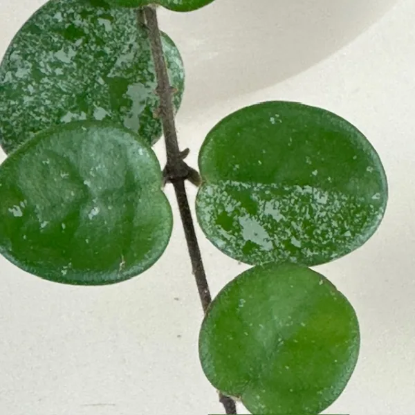 Hoya Mathilde Splash 9cm - Image 4