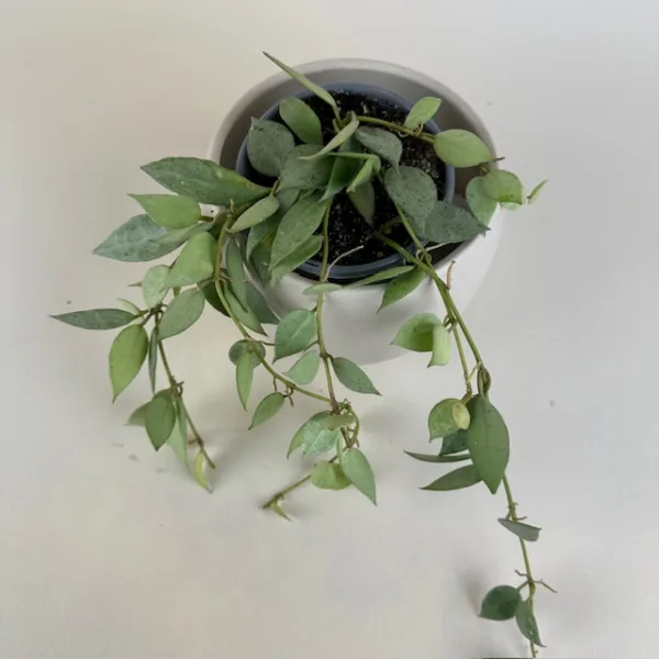 Hoya Misty Morning 9cm - Image 2