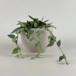 Hoya Misty Morning 9cm