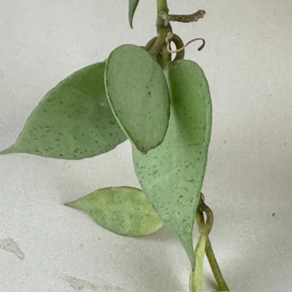 Hoya Misty Morning 9cm - Image 3