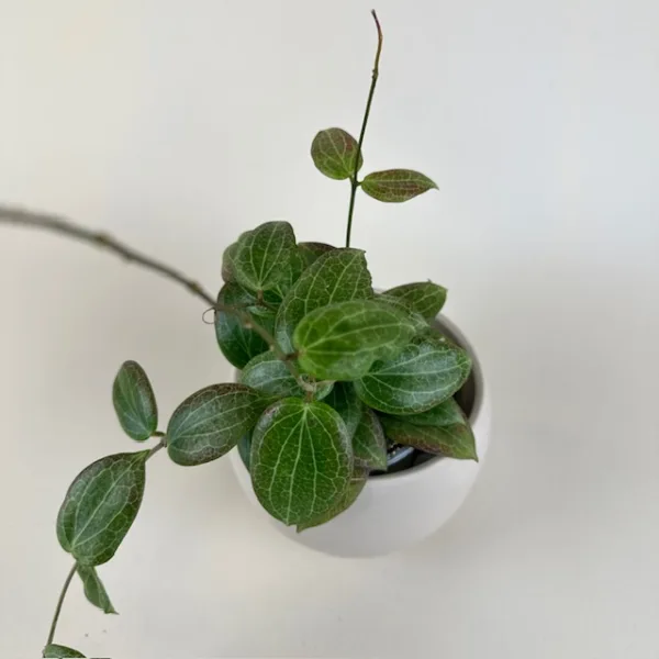 Hoya Teacup Anemone 9cm - Image 4