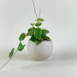Hoya Teacup Anemone 9cm