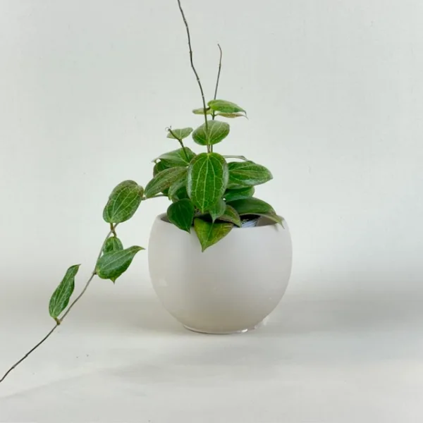 Hoya Teacup Anemone 9cm