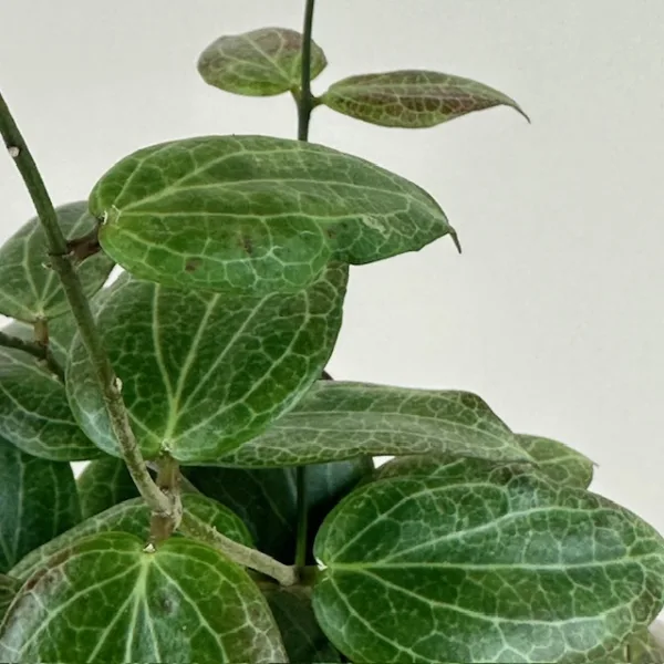 Hoya Teacup Anemone 9cm - Image 2